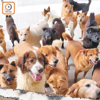 香港動物福利落後，團體建議政府設立「貓狗善終園」，收容被虐及流浪狗隻，生養死葬。