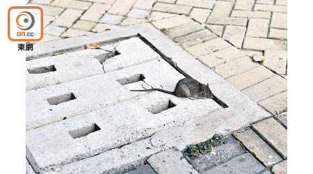 有肥鼠公然在大廈垃圾站附近覓食，嚇煞居民。（黃偉邦攝）