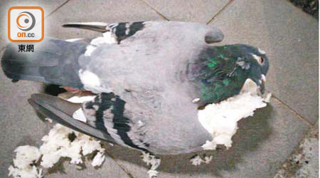 鴿屍被塞滿白飯。