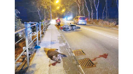 現場有野豬遭電單車撞斃。