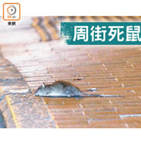 廟街寧波街交界出現死老鼠。