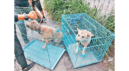 警方當時在狗場共救出110多隻貓狗。