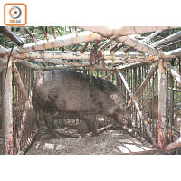 過去有野豬因誤中捕獸器而需截肢或人道毀滅。
