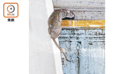旺角：街市附近有老鼠覓食。
