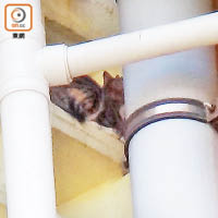 牛池灣：花貓被困大廈外牆，其後安全救出。（曾志恒攝）