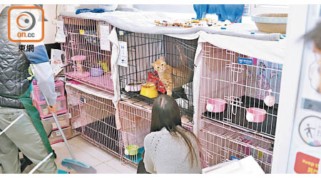 清潔狗舍貓舍：近年虐待動物案件不絕於耳，有意見認為違法者可透過社會服務令清潔動物場所補償過失。