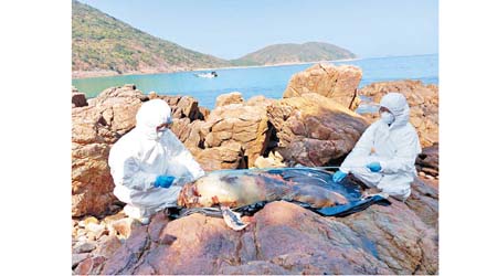 香港海洋公園保育基金職員跟進江豚擱淺個案。