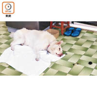 西貢唐狗被人虐待。