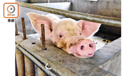 元朗豬場有豬被驗出非洲豬瘟。