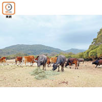 全港黃牛與水牛，分布於大嶼山、西貢等地方。