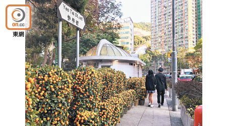柴灣有人將逾二百盆年桔和金蛋果擺在花槽旁出售。