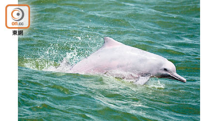 世界自然基金會香港分會建議成立海豚保育管理區。
