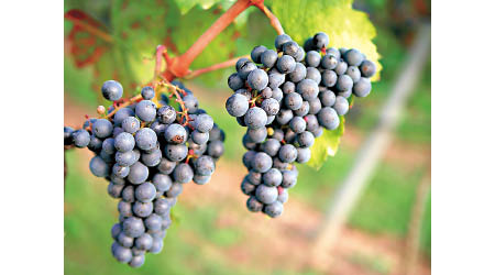 進食葡萄有助抗紫外線。
