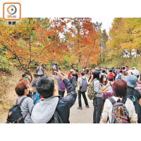 每逢假日郊野公園人頭湧湧。