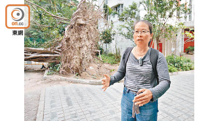 趙紹惠指本地人員大都以「目視法」評估樹木，難全面反映倒塌風險。