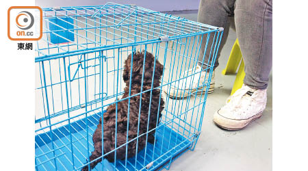 政府4年前修例加強規管狗隻買賣，惟關注動物組織認為最理想做法應為領養。
