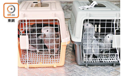 在本港屬受管制動物的灰鸚鵡。