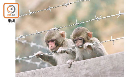 金山郊野公園：有猴子伏於棘線，險象環生。（郭垂垂攝）