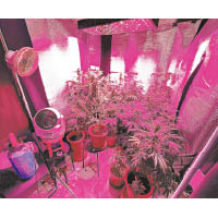 種植場安裝了紫光燈幫助大麻生長。