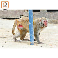 有猴子大腿位置嚴重受傷，面露痛苦表情。