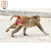 猴子疑被棘線所傷，臀部鮮血淋漓。