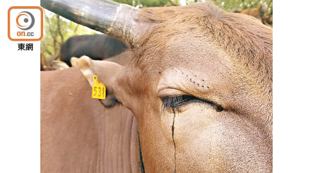 西貢牛531眼眶含淚，眼旁滿布淚痕。（蘇偉明攝）