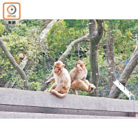 猴子紛紛在普通鐵線上攀爬、坐在鐵線之上進食。（文健雄攝）
