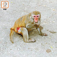 有猴子疑因帶刺圍欄受傷。