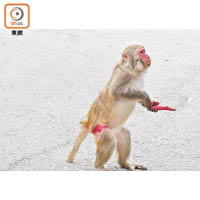 猴子傷勢不排除是被棘線刺傷。