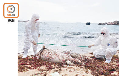 本港近日在一周內共發現3條中華白海豚死亡。