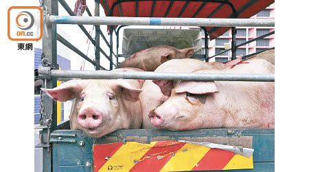由出豬場至屠宰期間，豬隻需經過多次檢測。