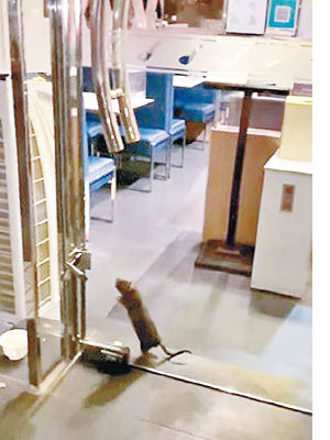 嘉湖新北江商場附近一間餐廳4月時發現一隻巨鼠貼着玻璃門外。