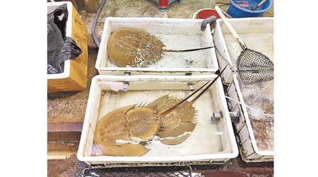 有瀕危馬蹄蟹流入本港海鮮市場，被當作商品售賣及展示。（WWF提供）