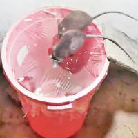 水桶放入鼠餌，再封上保鮮紙，老鼠難以逃逸。