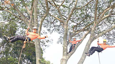 鳳溪攀樹隊「三扒兩撥」攀上樹頂。