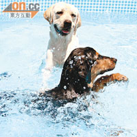泳池水不停過濾，狗仔玩得更加開心。