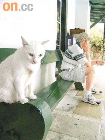 美國基維斯Key West　老人與海明貓圖片7