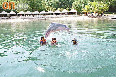 新加坡明星海豚又攬又錫圖片3