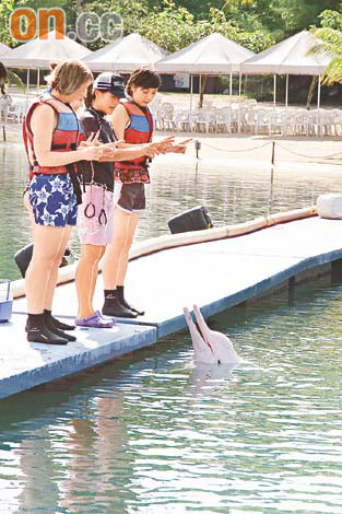 新加坡明星海豚又攬又錫圖片7