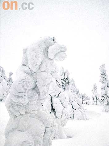 日本東北阿仁滑雪場上山搵10米雪魔圖片3