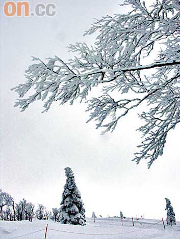 日本東北阿仁滑雪場上山搵10米雪魔圖片4