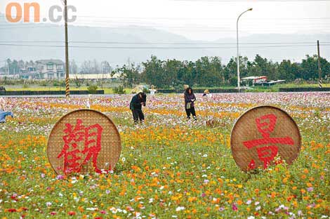 台灣宜蘭花田喜事覓銀兩採金子圖片4