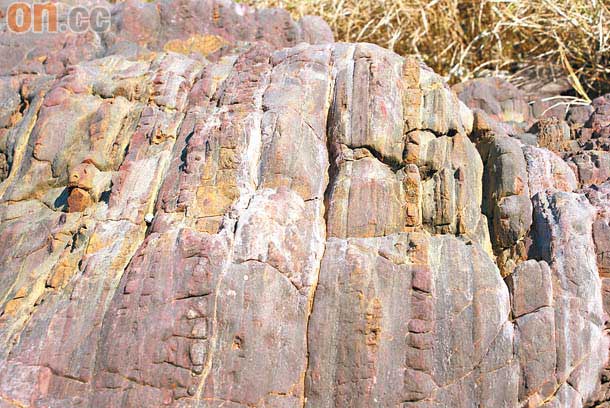 「大埔地質公園中心」馬屎洲古老岩石老過恐龍圖片5
