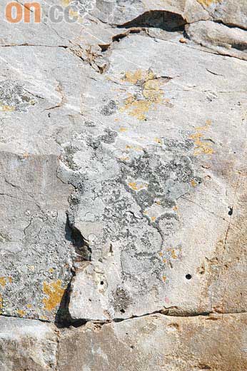 「大埔地質公園中心」馬屎洲古老岩石老過恐龍圖片7