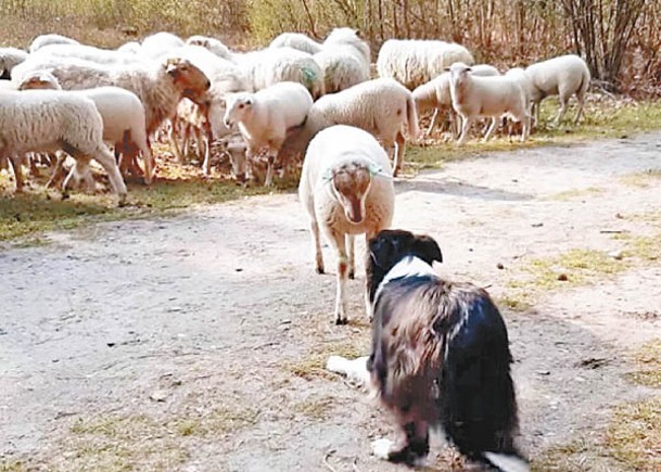 綿羊面對牧羊犬威嚇仍拒絕移動。（電視畫面）