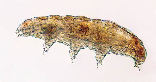 水熊蟲可在極端環境下存活。