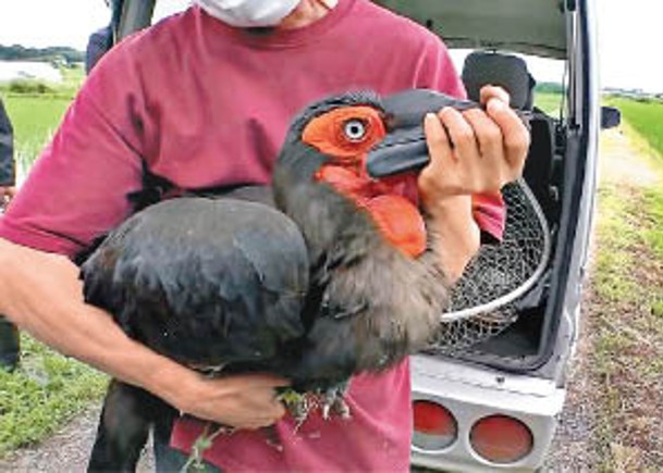 浮凸：日本：逃走兩年  瀕危巨鳥終擒獲