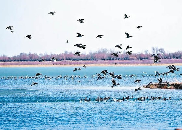 國家級保護區爆禽流  4249野禽亡