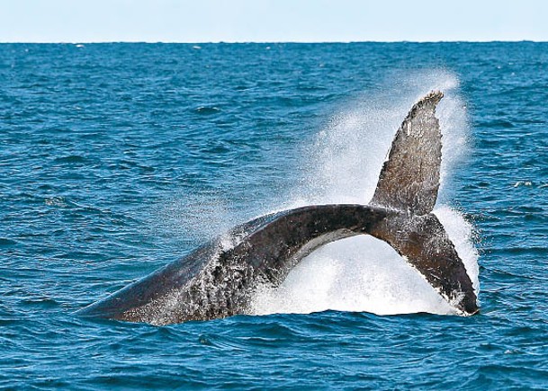 帕卡德出海捕龍蝦時突遭鯨吞。圖為同類鯨魚。（Getty Images圖片）