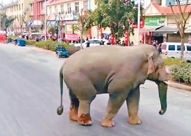 大象「老三」屢次在公路上亂逛。